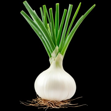 fresh onions link
